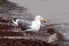 Larus argentatus