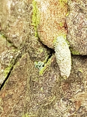 Luffia ferchaultella