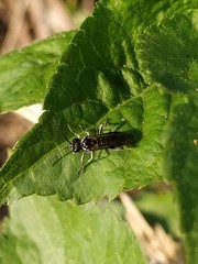 Macrophya albicincta