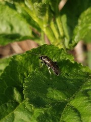 Macrophya albicincta