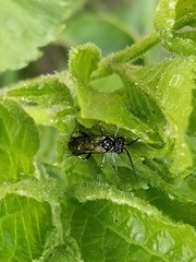 Macrophya albicincta