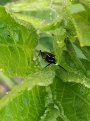 Macrophya albicincta