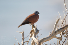 Streptopelia tranquebarica humilis