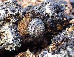 Diloma bicanaliculatum