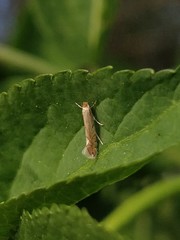 Phyllonorycter quercifoliella