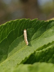Phyllonorycter quercifoliella