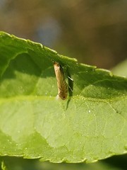 Phyllonorycter quercifoliella
