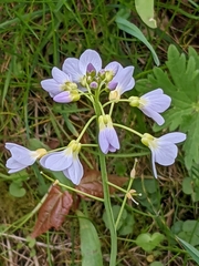 Cardamine pratensis