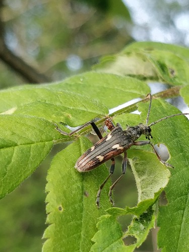 Two-banded Longhorn Beetle, 6877 Deelen, Nederland, photo 7 of 10