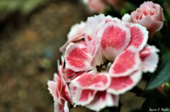 Dianthus caryophyllus