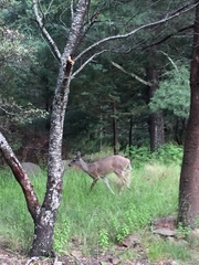 Odocoileus virginianus carminis