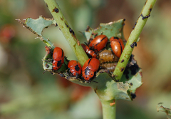 Entomoscelis suturalis