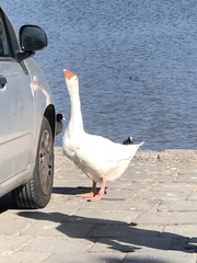 Anser anser domesticus