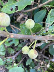 Ficus pedunculosa