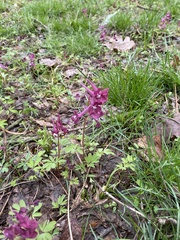Corydalis cava