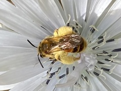 Ulandrena