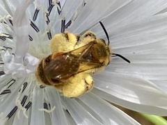 Ulandrena