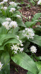 Allium ursinum