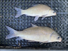 Smallmouth Buffalo photo 5