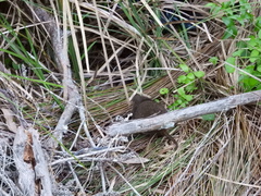 Antechinus mimetes