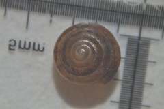 Euconulus fulvus
