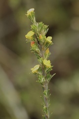 Phyllota