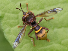 Conops vesicularis