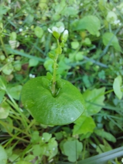 Claytonia perfoliata