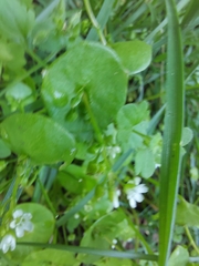 Claytonia perfoliata
