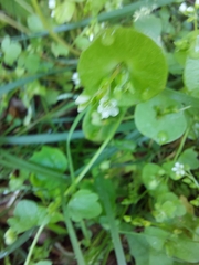 Claytonia perfoliata