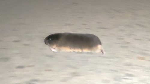 Northern Mole Vole