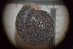 Pseudotrichia rubiginosa