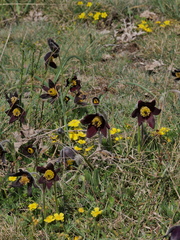 Pulsatilla rubra