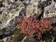 Saxifraga fragosoi