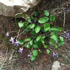 Viola rupestris
