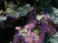 Montipora flabellata