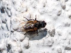 Pollenia rudis