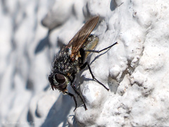 Pollenia rudis