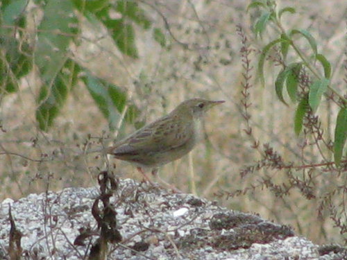 Buscarla pintoja (Locustella naevia)