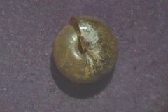 Euconulus fulvus