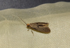Tinea trinotella