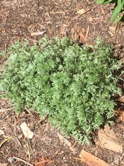 Artemisia schmidtiana