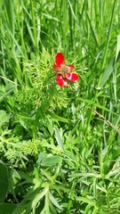 Adonis annua