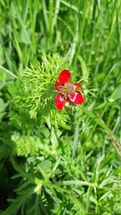 Adonis annua