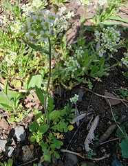 Capsella bursa-pastoris