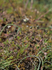 Spergula pentandra