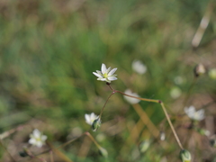 Spergula pentandra
