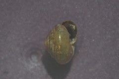 Euconulus fulvus