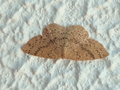 Cyclophora hyponoea