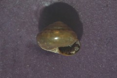 Euconulus fulvus